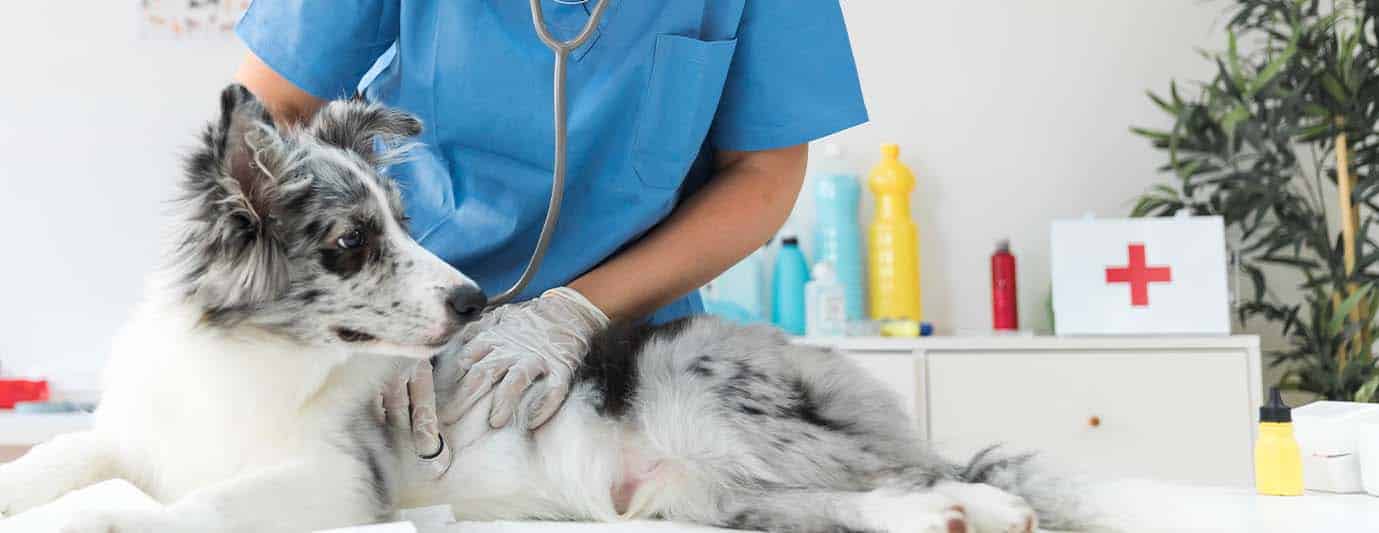urgences-veterinaire-oleavet